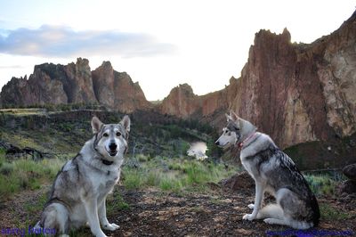 Siberian huskies sitting on field against rock formations