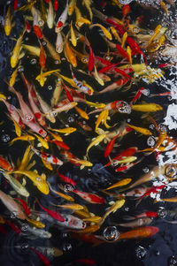 High angle view of koi carps swimming in pond