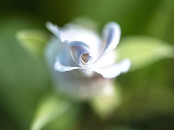Close-up of flower blooming outdoors