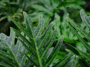 Nature rain drops on green leaves, rainy season.