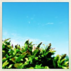 Low angle view of flowers against blue sky