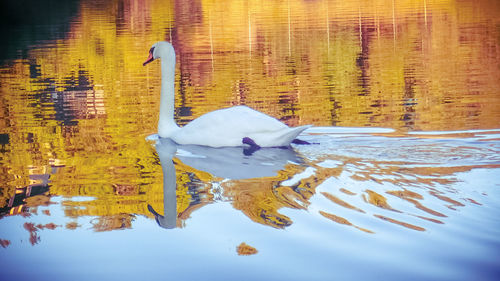 Birds swimming in lake