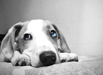 Close-up portrait of dog