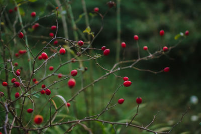 Close-up of red berries growing on tree