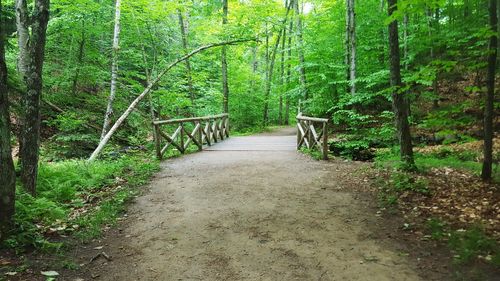 Walkway amidst trees in forest