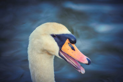 Close-up of swan swimming in lake