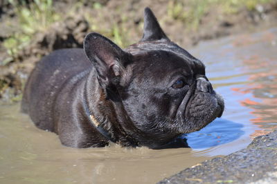 Close-up of a dog looking away