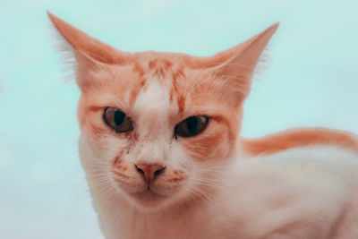 Close-up portrait of a cat