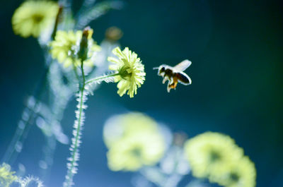 Close-up of insect on flower