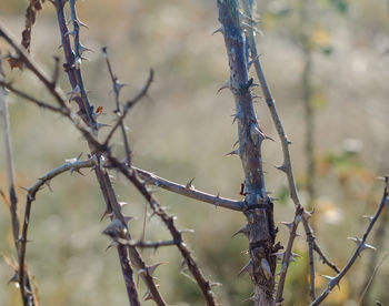 Close-up of dead plant