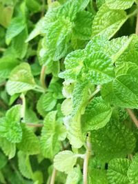 Full frame shot of green leaves