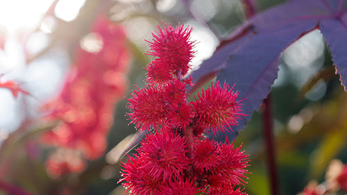 Close-up of red flowering plant