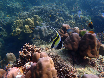 View of fishes swimming in sea