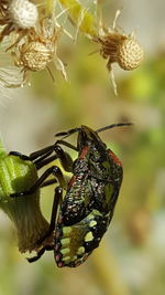 Close-up of insect on plant