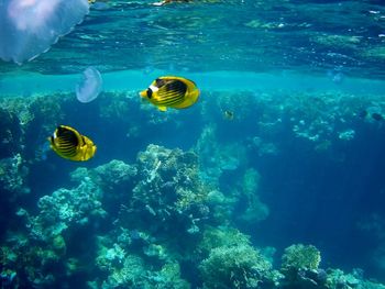 View of fish in sea