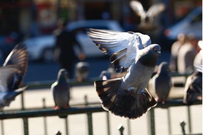 Close-up of pigeons flying