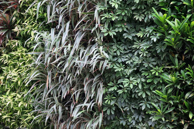 Full frame shot of plants