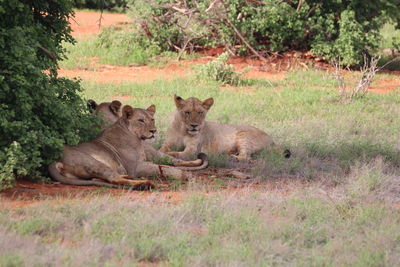 Lion sitting on grass