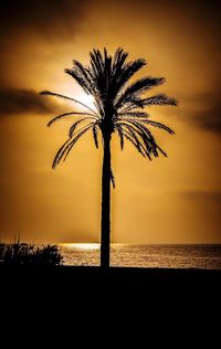 Silhouette of palm trees at sunset