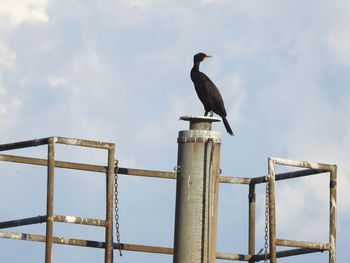 Low angle view of bird perching against sky