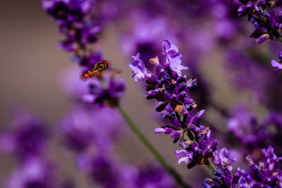 Close-up of bee pollinating on purple flowering plant