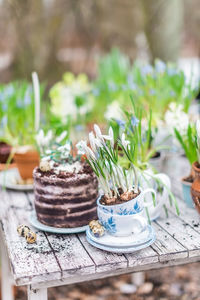 Crocus flowers in china cup on old wooden table