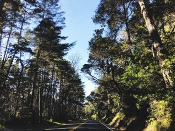 Low angle view of trees in forest