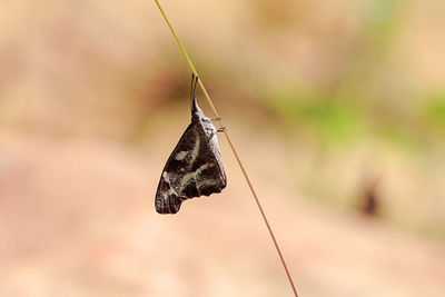 Butterfly on leaf