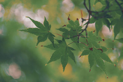 Close-up of leaves on plant