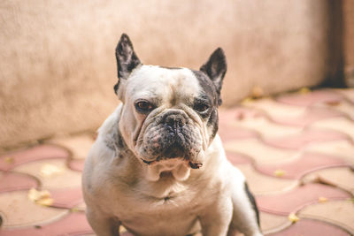 Close-up of dog