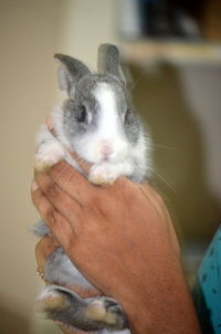 Cropped image of person holding kitten
