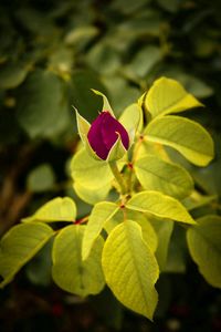 Close-up of flower blooming outdoors