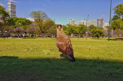 Bird on a field