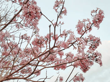 Low angle view of cherry blossoms against sky