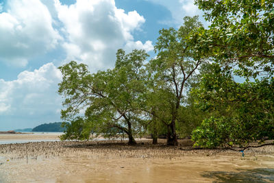 Trees on beach against sky