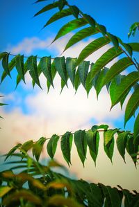 Close-up of palm leaves against blue sky