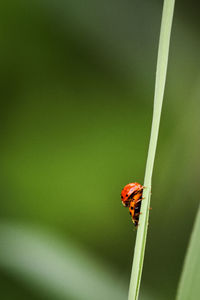 Close-up of ladybug on leaf