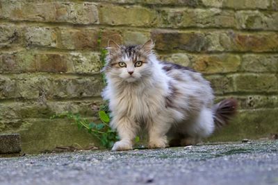 Portrait of cat by wall