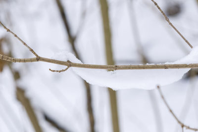 Close-up of snow on plant twig