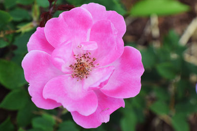 Close-up of bee on pink flower