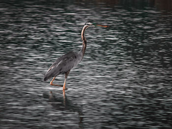 Bird on a lake