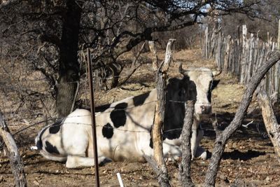 Horses on field