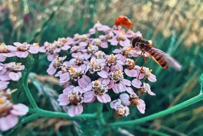 Close-up of insect on flower