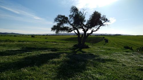 Tree on agricultural field against sky