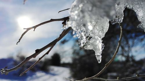 Low angle view of wet tree against sky during winter