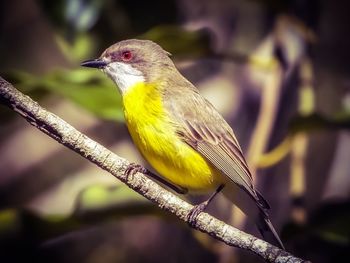 Close-up of bird perching on branch