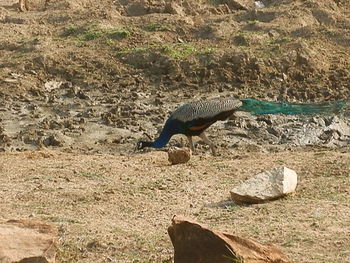 High angle view of gray heron