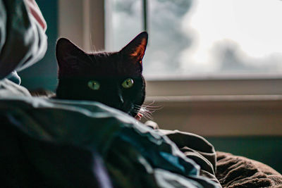 Close-up portrait of cat sitting at home