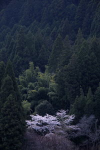 Full frame shot of trees in forest