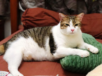 Portrait of cat sitting on sofa